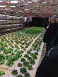 Attendees of the AgrAbility Veterans and Agriculture Conference take a tour of the hydrogarden farm.