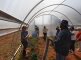 Volunteer day at Ruby Davis' farm.