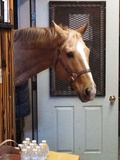 Horse at Veterans workshop