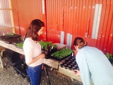 CalAg's Esmerelda and Anna-Ruth from Farm to Mouth in greenhouse