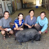Students Paul & Veronica, Maria (CalAg) and Anna-Ruth (Farm to Mouth) with Cornwell pig