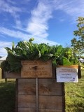 Maine AgrAbility raised beds at Common Ground Fair