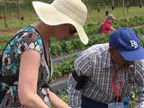 Picking strawberries