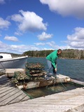 Oyster farming