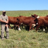 Ben Hartwell moving cattle