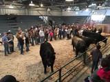 WV Beef Expo and Stockman's Contest