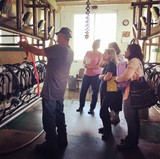 PA dairy farmer demonstrating automatic detachers