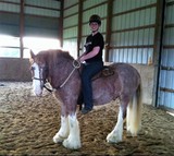 Gypsy Vanner horse