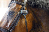 Horse with SeeHorse device on halter