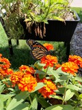 Monarch butterfly at the children's garden