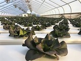 VegOut Farms lettuce