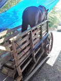 Horse on treadmill