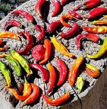 Colorful New Mexico peppers on a stump