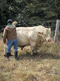 Nebraska farmer with bull