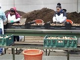 Workers at Washington Bulb Co. tulip farm