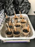 7th graders' seed starts