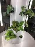 aeroponic tower system