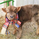 Calf with a scarf