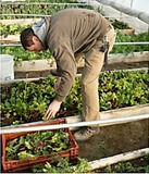 Man working in raised beds