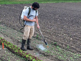 Man using backpack flame weeder to burn weeds in farm field