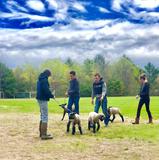 Students leading lambs