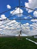 High tunnel construction under a blue sky with white, puffy clouds