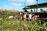 Migrant farmers in CA