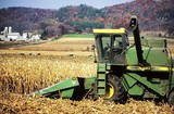 WI corn field with cows