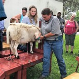 Sheep trimming demonstration