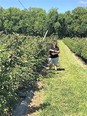 Kansas blackberries