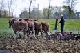 Amishman disking with horses