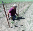 Greg tying tomato plants to stakes