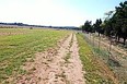 Picture of a green field with a dirt road running through it and a wire fence on the right side of the road under blue skies