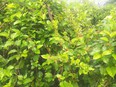 Photo filled with green mulberry bushes with red mulberries on them