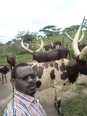 Picture of Ugandan man wearing sunglasses and a blue red and white checkered shirt standing in front of a herd of long-horned cattle