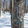Maple trees in the snow with blue plastic tubes attached to them for sap collection.