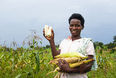 Ugandan woman standing in corn field with raised rt hand holding two shucked ears of corn and the left hand cradeling several full ears of corn