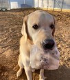 Cream-colored labrador sitting in dirt field holding plastic bag in its mouth