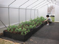 Pic from back of hoop house showing rows of plants on left and a woman in khaki pants and gray T-shirt sqatting and working next to plants near the doorway