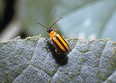 Close-up of black & yellow striped cucumber beetle with long black antennae against a gray plant
