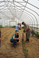 2 women & a man planting plants in the dirt floor of a hoop house