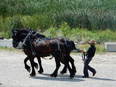 2 dark brown draft horses in harness being walked on gravel path by Amish man in straw hat. Field of green reeds in background