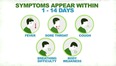 Slide in green & blue print stating SYMPTOMS APPEAR WITHIN 1-14 DAYS. Then 5 circles below that with drawing of a person in each showing fever-sore throat-cough-breathing difficulty-body weakness