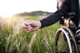 Person in wheelchair in tall grass picking tops off of grass