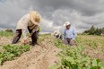 3 farm laborers in straw hats in brown field tending green row-crops