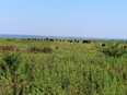 Buffalo in the distance in a green field