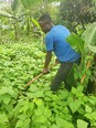 African man in blue t-shirt in green crop field with banana trees in background hoeing with back straight