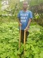 African man in blue t-shirt in green crop field with banana trees in background holding short and long-handled hoes