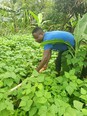 African man in blue t-shirt in green crop field with banana trees in background hoeing with back curved  bent over due to short handle