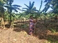 African woman standing in banana grove with blue sky
